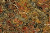 Colorful Polished Petrified Wood Slab #358877-1